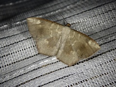 Peratostega deletaria