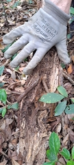 Oligochaeta