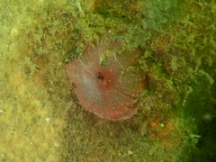 Urticina felina