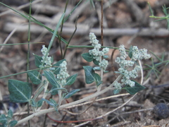 Chenopodium vulvaria
