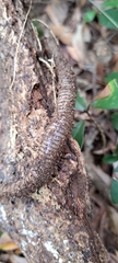 Oligochaeta