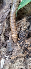 Oligochaeta