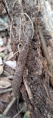 Oligochaeta