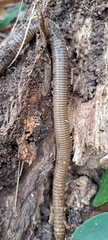 Oligochaeta