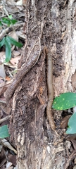 Oligochaeta
