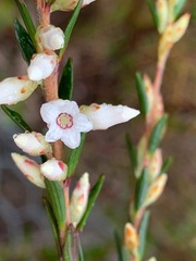 Epacris obtusifolia