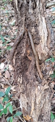 Oligochaeta