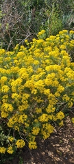 Euryops linifolius