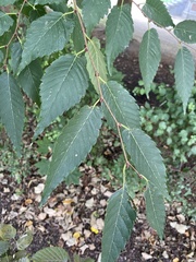 Zelkova