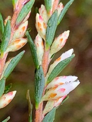 Epacris obtusifolia