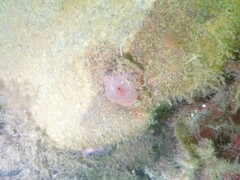 Urticina felina