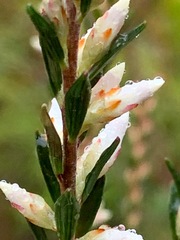 Epacris obtusifolia