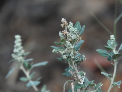 Chenopodium vulvaria
