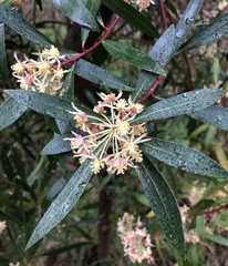 Tasmannia lanceolata