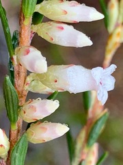 Epacris obtusifolia
