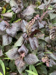 Perilla