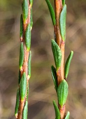 Epacris obtusifolia