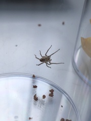 Anyphaena accentuata