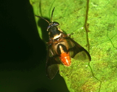 Chrysops dispar
