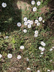 Calystegia macrostegia