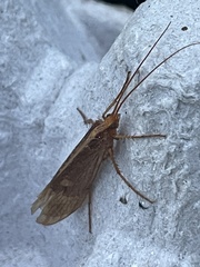 Limnephilinae