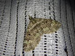 Chloroclystis excisa