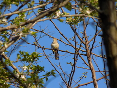 Luscinia megarhynchos