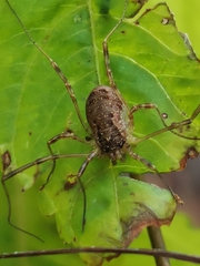 Oligolophus tridens