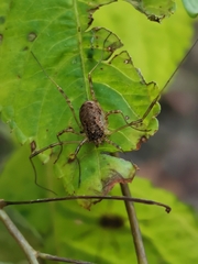 Oligolophus tridens