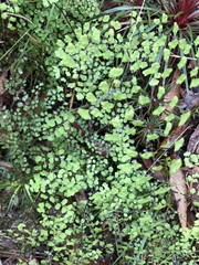 Adiantum aethiopicum