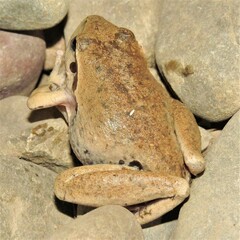 Ranoidea lesueuri