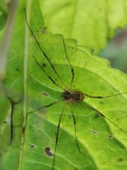 Oligolophus tridens