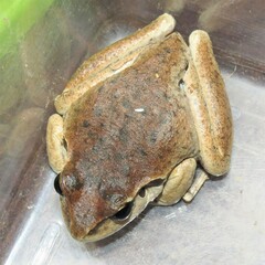 Ranoidea lesueuri