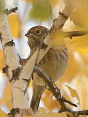 Emberiza