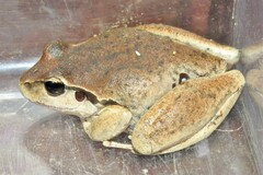 Ranoidea lesueuri