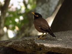 Acridotheres tristis