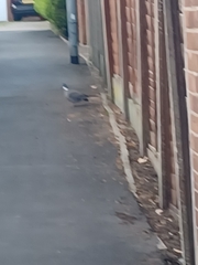 Columba palumbus palumbus
