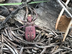 Cicindela