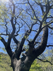 Celtis bungeana