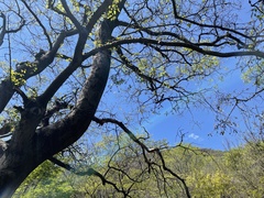 Celtis bungeana