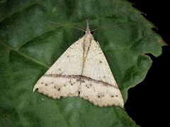 Hypena strigata