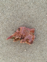 Leptomithrax gaimardii