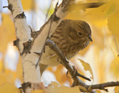 Emberiza