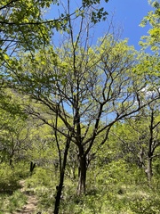 Celtis bungeana