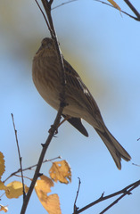 Emberiza
