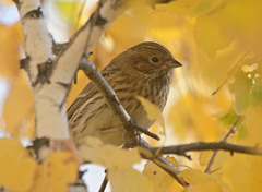 Emberiza
