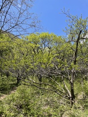 Celtis bungeana