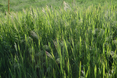 Alopecurus myosuroides