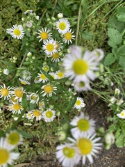 Erigeron