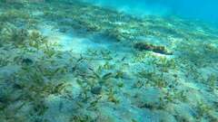 Portunidae
